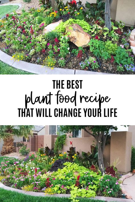 Flower Food Recipe, Homemade Flower Food, Outside Plants, Mid July, Building A Raised Garden, Diy Gardening, Outdoor Flowers, Annual Flowers, Flower Food