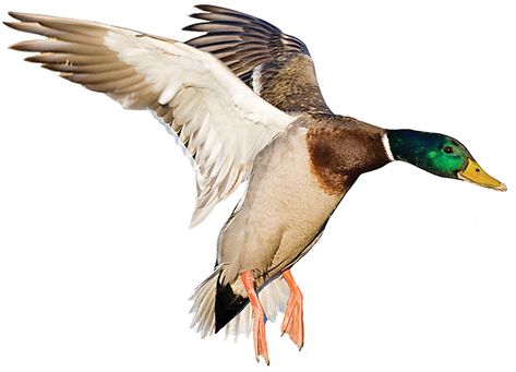 Duck Hunting Blinds, Male Duck, Waterfowl Art, Duck Tattoos, Goose Hunting, Duck Pictures, Wild Duck, Duck Bird, Duck Art