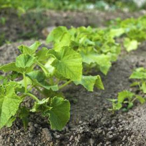 Cucumber plants growing in the garden. Growing Zucchini Vertically, How To Grow Zucchini, Zucchini Plant, Grow Zucchini, Cucumber Seedlings, Plants Display, Growing Zucchini, Zucchini Plants, Raised Bed Garden Design