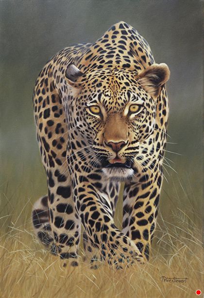 Evening patrol by Peter Stewart, Oil, 24inches x 16inches Leopard Pictures, Leopard Art, Tiger Pictures, Creation Photo, Wild Animals Pictures, Exotic Cats, Big Cats Art, Wildlife Paintings, Montage Photo