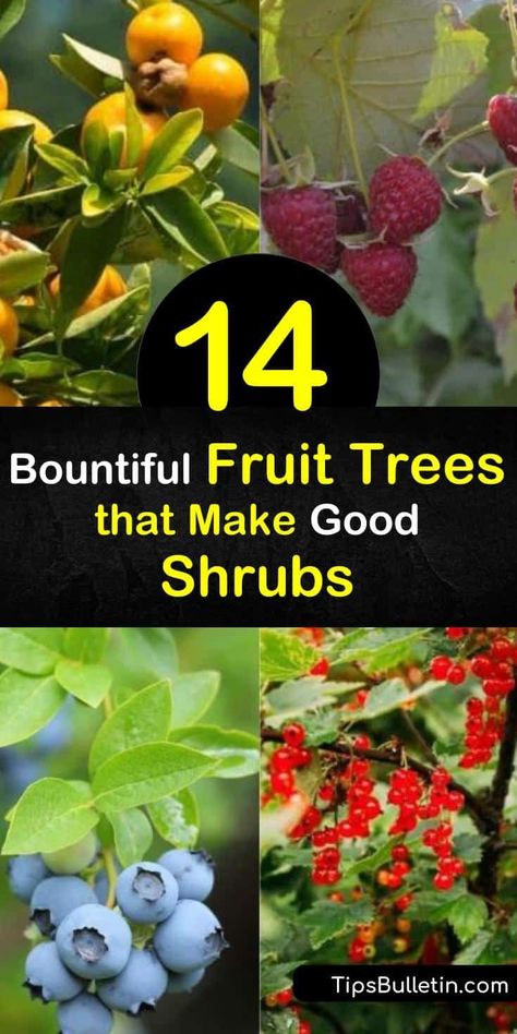 Fruit Shrubs, Gooseberry Bush, Fruit Shrub, Prune Fruit, Highbush Blueberry, Seed Starter Kit, Fruit Bushes, Flowers And Fruit, Easy Gardening