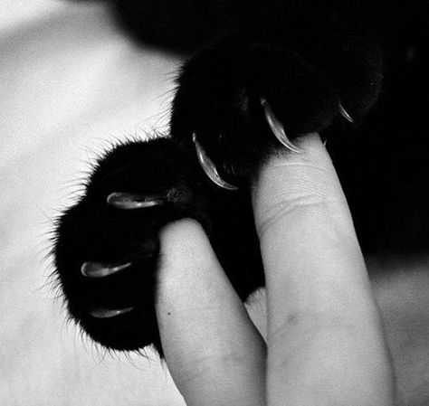 looks like D'Arcy Cat Paws, White Photo, Crazy Cat Lady, Crazy Cats, Cat Lady, Cat Love, Stir Fry, A Black, Fur Babies