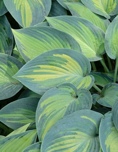 Hosta 'June' (Plantain Lily) Louisiana Gardening, Hosta June, Hosta Plantaginea, Variegated Hosta, Easy Perennials, Plantain Lily, Hosta Gardens, Hosta Plants, Zone 9