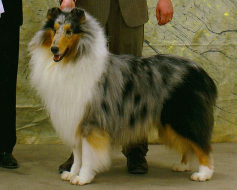 Blue Merle Rough Collie Merle Collie, Blue Merle Collie, Blue Merle Sheltie, Rough Collies, Smooth Collie, Stud Dog, Light Trim, Dogs Breeds, Crazy Dog Lady