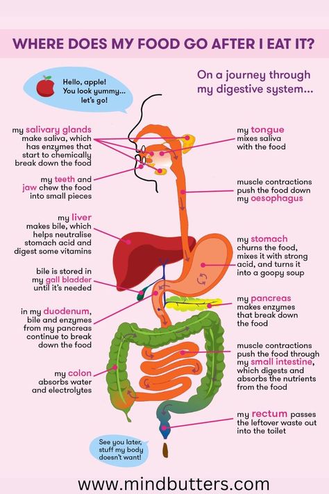 The GI tract is the pathway food takes from your mouth, through the esophagus, stomach, small and large intestine. In the GI tract, nutrients and water from foods are absorbed to help keep your body healthy. Whatever isn't absorbed keeps moving through your GI tract until you get rid of it by using the bathroom. Digestive System Project, Human Body Science, Human Digestive System, Body Facts, Body Science, Human Body Facts, Basic Anatomy, Basic Anatomy And Physiology, Sistem Pencernaan