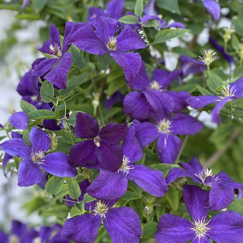 clematis_Jackmanii_clematis_gc_cleja_03 Fast Growing Climbers, Grow Vertically, Clematis Jackmanii, Yard Deck, Clematis Plants, Trellis Fence, Organic Compost, Open Flower, Butterfly Bush