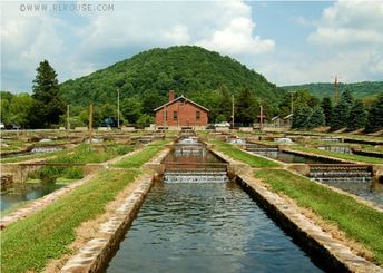 Marion Virginia, Tilapia Fish Farming, Waterscape Design, Aquaponics Greenhouse, Fish Farm, Fish Hatchery, Otters Cute, Tropical Aquarium, Places In Florida