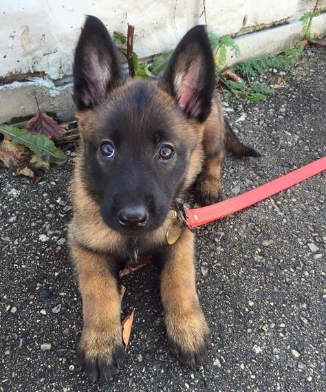 Belgium Shepherd Puppy, Cute Belgian Malinois Puppies, Best Guard Dog Breeds, Belgian Malinois Puppies, Belgium Malinois, Guard Dog Breeds, Malinois Puppies, Best Guard Dogs, Belgian Malinois Dog