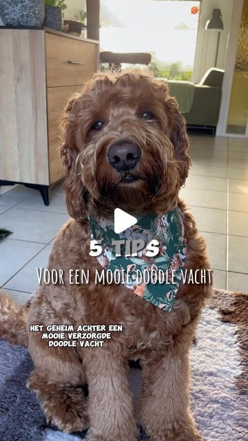 Labradoodle, Goldendoodle, Dog Owners, Doodles, Van, Dogs, On Instagram, Instagram