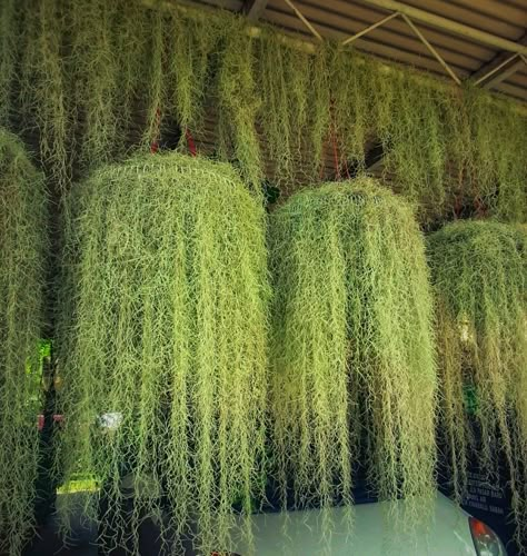 Hanging Garden Aesthetic, Spanish Moss Indoor, Spanish Moss Decor, Patio Fairy Lights, Hanging Moss, Tillandsia Usneoides, Gravel Landscaping, Vertical Garden Design, Moss Decor