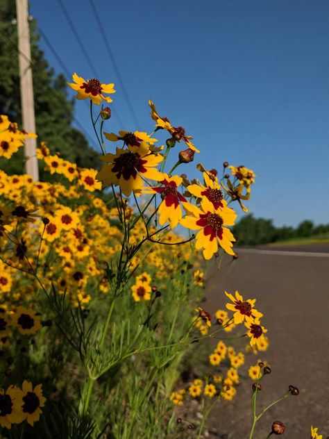 Oklahoma Wildflowers: Visiting the flyover state in spring Oklahoma Flowers, Wildflower Garden Ideas, Oklahoma Aesthetic, Oklahoma Waterfalls, Oklahoma Wildflowers, New York Nature, Pictures Of Fall, Oklahoma Photography, Playlist Photos