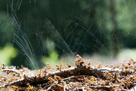 Wood ants spraying formic acid Wood Ants, Ant Spray, The Nest, Purple Hair, Ants, Spray, Gif, Natural Landmarks, Wood