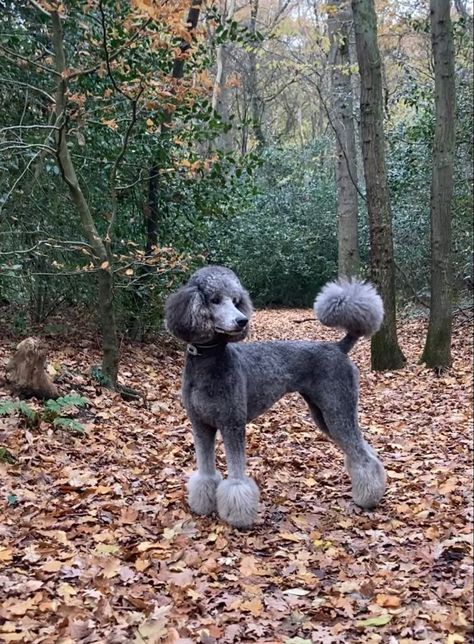 Poodles With Mohawks, Lamb Haircut Dog, Poodle Haircuts Standard, Unique Poodle Haircut, Summer Poodle Cuts, Silver Standard Poodle, Poodle Tail, Labradoodle Haircuts, Toy Poodle Haircut Teddy Bears