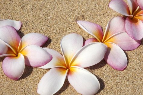 How to Make Plumeria Foam Flowers (7 Steps) Hawaiian Crafts, Foam Sheet Crafts, Hanging Craft Ideas, Fleurs Diy, Hanging Craft, Flowers Tutorial, Plumeria Flowers, Handmade Flowers Fabric, New Paper