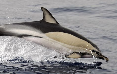 Clymene Dolphin Short Beaked Common Dolphin, Common Dolphin, Sea Mammal, A Dolphin, Water Animals, Animal Groups, Underwater Creatures, Wild Creatures, Rare Animals