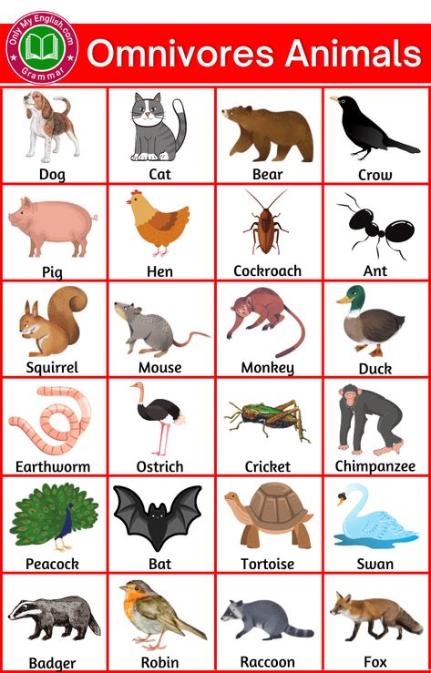 Examples Omnivores Animals, Carnivores Herbivores Omnivores, Animals Name List, Omnivorous Animals, Herbivorous Animals, Animal Pictures For Kids, General Knowledge For Kids, Animals Name In English, Animals Name