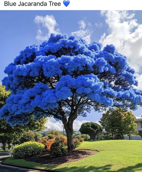 Blue Jacaranda, Jacaranda Mimosifolia, Jacaranda Tree, Pictures Blue, Blue Things, Unique Photos, Beautiful Trees, Blue Tree, Design Hotel