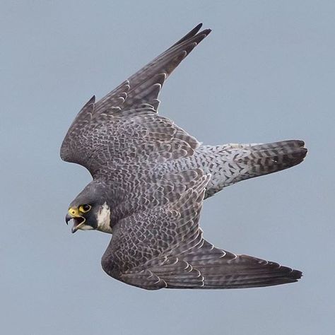 Benedict Society, Raptor Bird Of Prey, Falcon Hawk, Northern Goshawk, Raptors Bird, Peregrine Falcon, Bird Poster, Kestrel, Peregrine