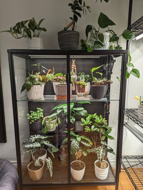 Plant Cabinet Display Diy, Glass Plant Cabinet, Plant Cabinet Display, Plant Cabinet, Greenhouse Cabinet, Ikea Greenhouse, Indoor Tropical Plants, Plant Wishlist, Plant Room