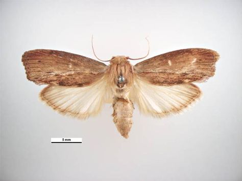 The Greater Wax Moth: It can hear the highest-known sound frequency, possibly to evade batty predators. Moth Life Cycle, Moth Cocoon, Wax Moth, Sound Frequency, Leopard Geckos, Bee Colony, Sound Frequencies, Leopard Gecko, Creepy Crawlies