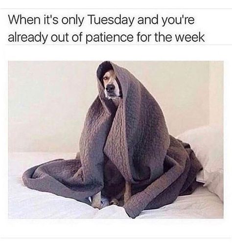 Mood RN!  #tuesday #mood #meme #funny #relatable #cutedog #friday Tuesday Thoughts, Its Only Tuesday, Therapist Humor, Teacher Tired, Terrific Tuesday, Monday Memes, Tuesday Humor, Monday Humor, 9gag Funny