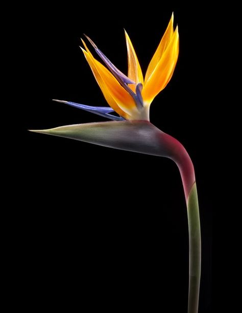 Bird Of Paradise Photography, Strelitzia Reginae, Paradise Photography, Plant Painting, Bird Of Paradise, Advertising Photography, Birds Of Paradise, Ikebana, Art Classes