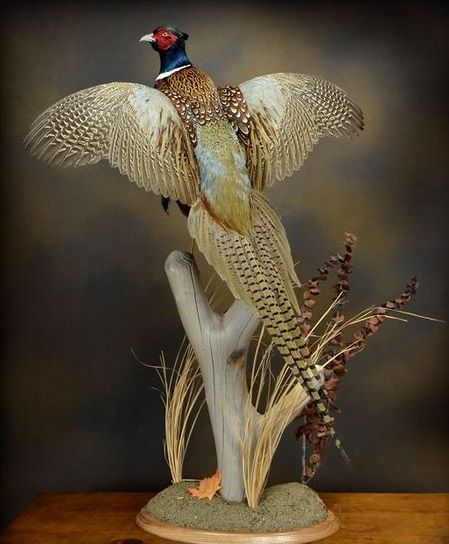 Pheasant Taxidermy, Pheasant Mounts, Deer Mount Decor, Duck Mounts, Ringneck Pheasant, Waterfowl Taxidermy, Deer Hunting Decor, Hunting Shack, Bird Taxidermy