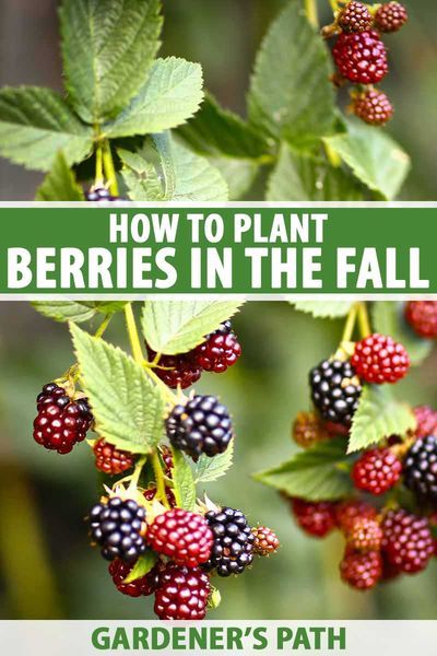 Autumn Gardening, Homesteading Life, Homesteading Tips, Modern Homestead, Berry Garden, Fall Gardening, Homegrown Food, Berry Plants, Berry Bushes