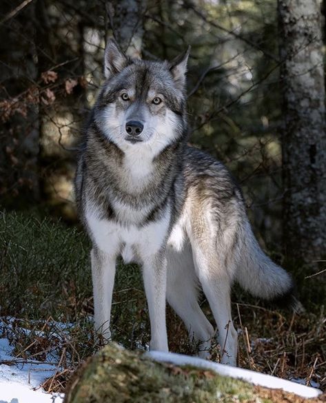 Grey Wolf Photography, Lovers Society, Wolf Poses, Wolf Tail, Wolf Husky, Wolf Totem, Wolf Photography, Wolf Photos, Wolf Spirit Animal