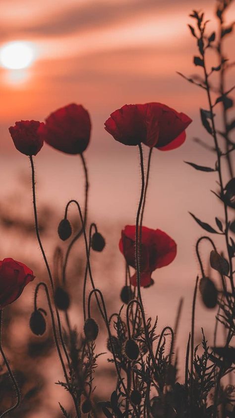 Flower Wallpaper Red, Wallpaper Red, Unfortunate Events, Flower Pins, Flower Wallpaper, Golden Hour, Dandelion, Frame, Plants