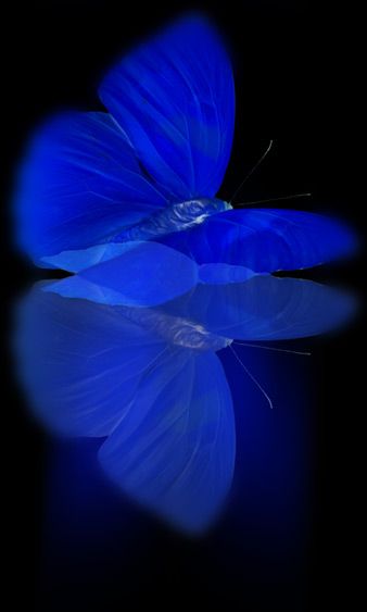 .Blue Finer Womanhood, Blue Aesthetic Dark, Behind Blue Eyes, Butterfly Images, Bed Time, Art Antique, Feeling Blue, Love Blue, Butterfly Wallpaper