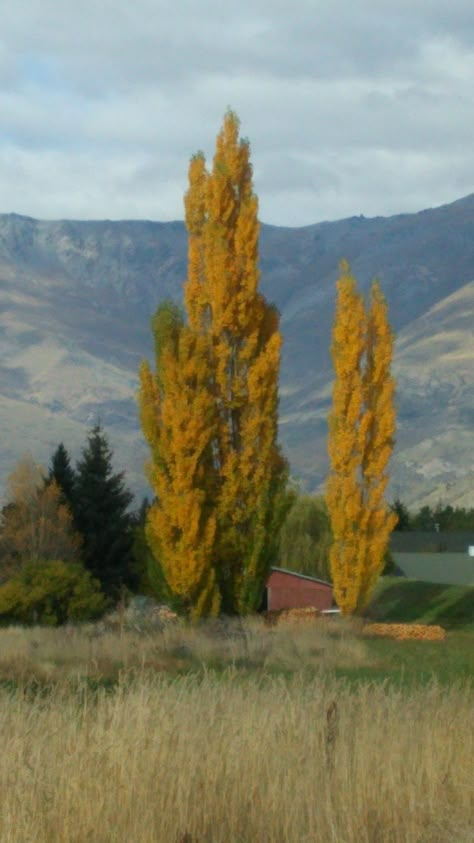 Landscapes Reference, Plants Reference, Photos Of Trees, Landscape Reference Photos, Environment Study, South African Landscapes, Rural Photography, Landscape With Trees, Poplar Tree