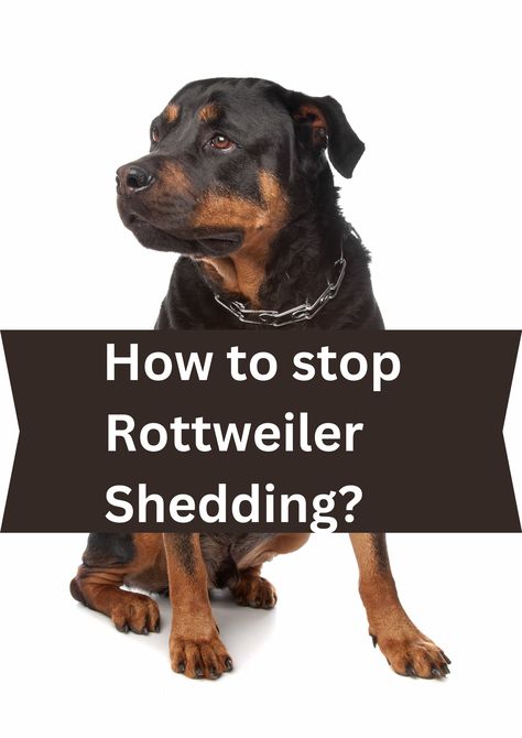 How to stop Rottweiler Shedding? Rottweiler Quilt Pattern, Rottweiler Illustration, Dog Shedding Remedies, Big Dog Names, Rottweiler Care, Cute Big Dogs, German Rottweiler Puppies, Asian Dogs, Rottweiler Training