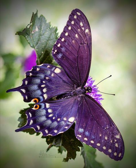 Beautiful Butterfly Pictures, Beautiful Butterfly Photography, Butterfly Species, Beautiful Butterflies Art, Butterfly Photos, Beautiful Bugs, Butterfly Pictures, Butterfly Painting, Purple Butterfly