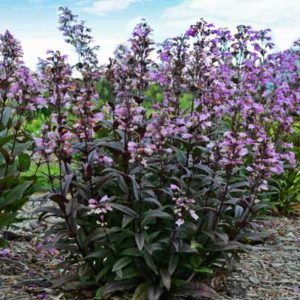 Blackbeard Penstemon Has Lasting Purple Foliage on http://www.hortmag.com Hummingbird Plants, Dark Purple Flowers, Purple Eggplant, Purple Leaves, Full Sun Perennials, Rock Garden Plants, Sun Perennials, Cottage Garden Plants, Pollinator Garden