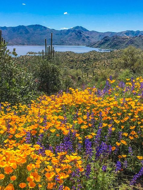 The American Southwest group | Bartlett Lake - Arizona  | Facebook Bartlett Lake Arizona, Desert Sunset, American Southwest, Summer 24, Four Corners, The Desert, Kind Words, Wild Flowers, Float