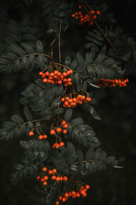 Frosted Windows, Autumn Magic, Wood Flowers, Fruit Garden, Wallpaper For Your Phone, Winter Photography, Flower Beauty, Scenery Wallpaper, Flower Pictures