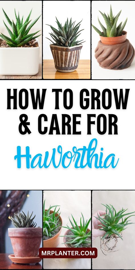 Haworthia Care Plant Problems, Types Of Houses, Cacti And Succulents, Gardening Tips, House Plants, Cactus, Plants