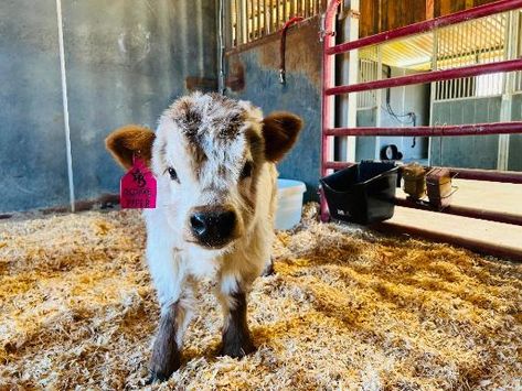 #210 • Micro Mini Piper - Highland Heifer CHONDRO POSITIVE SEE VIDEO Micro Mini Cows, Micro Mini Highland Cow, Mini Cows For Sale, Mini Highland Cow, Cow Pen, Mini Cows, Horse Stalls, Milk Protein, See Videos