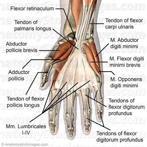 Anatomy Stock Images | hand-palmar-muscles-musculus-palmaris-longus-abductor-pollicis-brevis-adductor-flexor-digitorum-profundus-superficialis-oppon... Abductor Pollicis Brevis, Palmaris Longus, Hand Wrist, Massage Therapy, Muscles, Anatomy, Massage, Stock Images, Medical