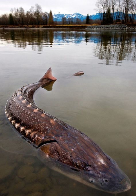 Lake Sturgeon, White Sturgeon, Sturgeon Fish, River Monsters, Fraser River, Fauna Marina, Monster Fishing, Water Animals, Underwater Life