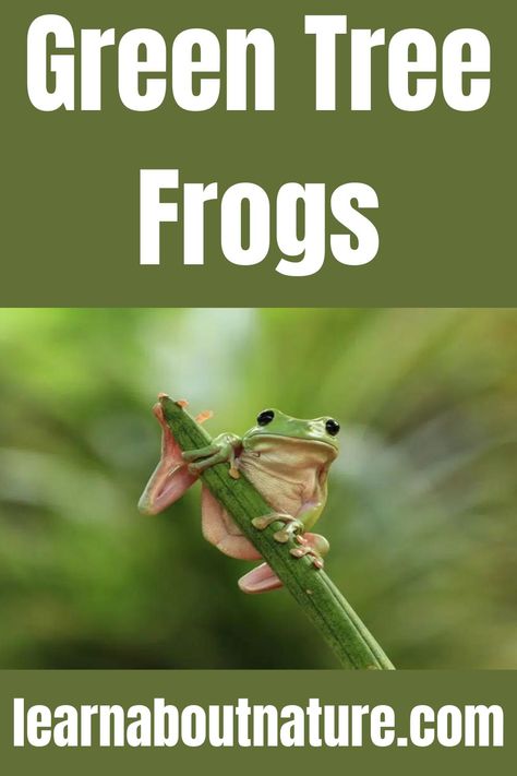 Green Tree Frogs Tree Frog Habitat, Kindergarten Circle Time, Tree Frog Art, Pet Frog, Frog Habitat, Whites Tree Frog, Frog Tattoo, Green Tree Frog, Pet Frogs