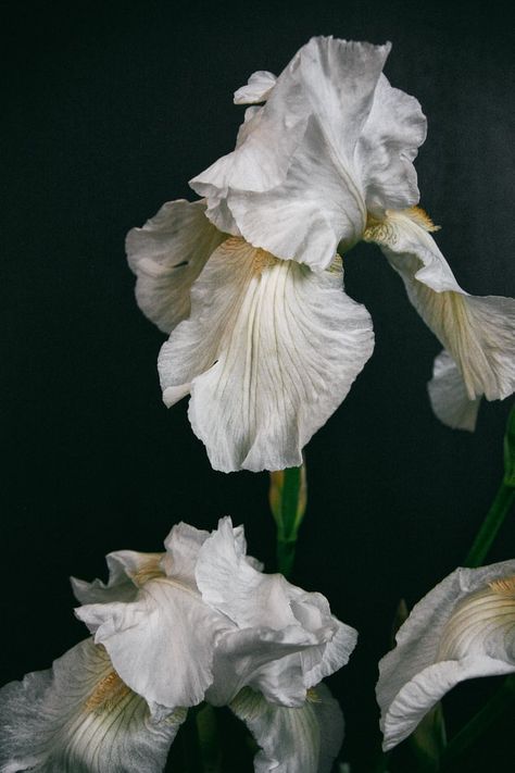 white flower with green leaves photo – Free Iris Image on Unsplash White Iris Flower, Purple And White Flowers, White Iris, Moth Orchid, Iris Flower, Shot Photo, Focus Photography, Blue Orchids, Purple Orchids