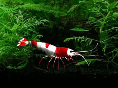 The Crystal Red Shrimp (CRS), which is also sometimes known as Red bee shrimp, is definitely a lovely match to any little planted tank. It has stunning candy cane striped shade making it one of the most wanted shrimp in the freshwater aquarium hobby. The gem Red shrimp resulted from the mutation of its own grading system and the bee shrimp is comparable to that of the sherry shrimp. Red Bee, Planted Tank, The Loyal, Candy Cane Stripes, Crustaceans, Freshwater Aquarium, The Bee, Most Wanted, Candy Cane