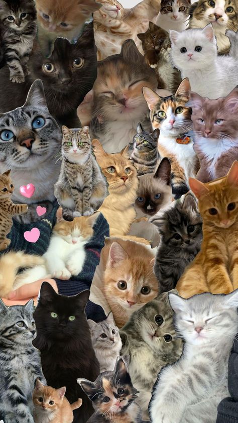 cat collage!!! <3 Cute Animal Collage, Cat College Wallpaper, Cute Animal Collage Wallpaper, Cute Dog Collage Wallpaper, Cat Collage Wallpaper, Cat Collage Wallpaper Desktop, Cats Collage, Cats Collage Wallpaper, Cat Collage