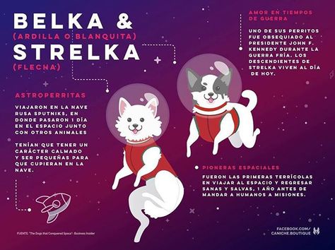 Conoce la historia de Belka y Strelka ✨‍‍ ✨ Astronautas de 4 patas• Encuentra tu paliacate espacial en www.caniche.com.mx • Envíos a todo México • International shipping • Soviet Space Dogs, Belka And Strelka, Space Dogs, Space Dog, Historical Facts, Homework, Humor, History, Memes