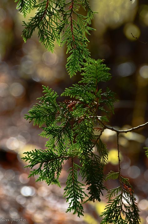 Cedars Bokeh Images, Green Autumn, Woodland Cottage, Woodland Walk, Whispering Pines, Lakeside Living, Enchanted Wood, Ozark Mountains, Mountain Getaway