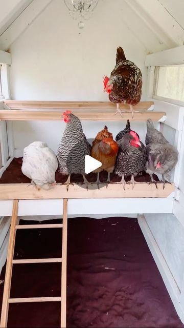 Alysha Whitfield | Bee Jeweled Coop on Instagram: "It’s been exactly a year since I posted this video. Little did I know it would go viral and introduce me to so many people! I’m so so thankful that you are here, enjoying this chicken keeping journey with me 🥰🐓🏠  So here’s the backstory — I just did a coop clean-out and replaced the old bedding with coffee bedding. My chickens were not so happy about the change. Even though they had walked into the coop the night before, they were afraid of jumping down from the roosts in the morning.  I can still hear my son laughing and saying “They think the floor is lava!”   Chickens love routine and predictability. If you change something, they will surely let you know how they feel about it 🤣  #chickencoop #backyardchickens #chickenkeeper #chicke Chicken Videos Funny, Funny Chicken Videos, Happy Old People, Chicken Videos, Funny Chickens, Floor Is Lava, Chicken Keeping, The Floor Is Lava, Baby Chickens