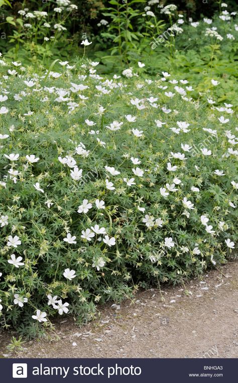 Bloody cranesbill (Geranium sanguineum 'Album') Geranium Sanguineum, Courtyard Plants, Cranesbill Geranium, Deck Garden, Perennial Garden, Perennial Plants, Shade Garden, Garden And Yard, Geraniums