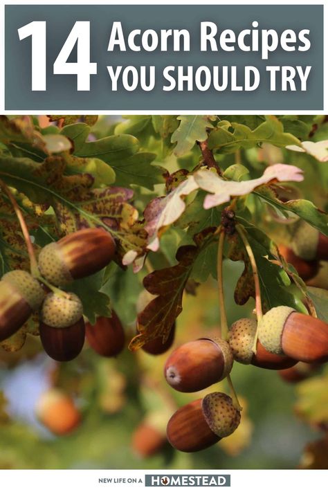 Acorns are a type of nut that not many people use in cooking. But you'll amaze your friends and family with these recipe (including coffee!) #recipe #acorns Acorn Recipes, Acorn Recipe, Eating Acorns, Best Thanksgiving Recipes, Coffee Recipe, How To Make Coffee, Live Simply, Special Recipes, Coffee Recipes